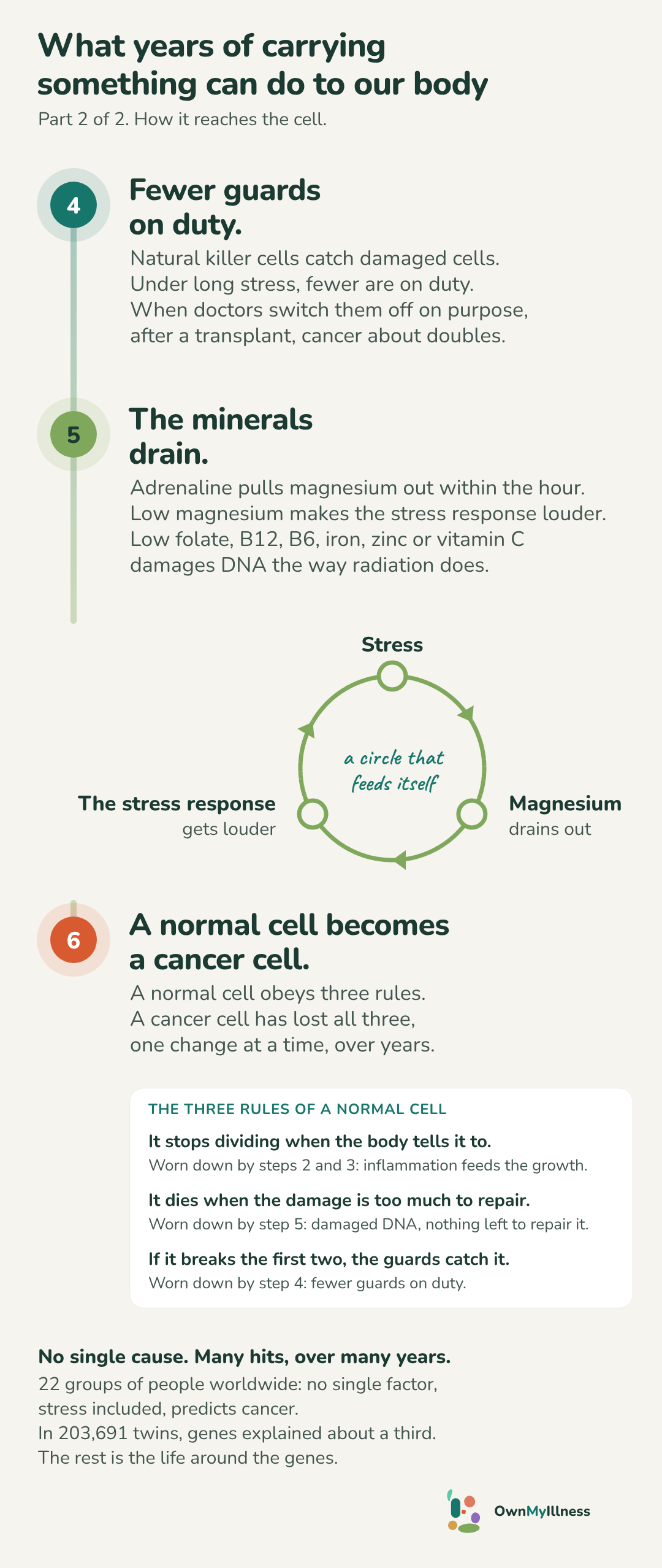 Part 2 of 2, how it reaches the cell. Step 4, fewer guards on duty: natural killer cells catch damaged cells; under long stress fewer are on duty; when doctors switch them off on purpose after a transplant, cancer about doubles. Step 5, the minerals drain: adrenaline pulls magnesium out within the hour, low magnesium makes the stress response louder, and low folate, B12, B6, iron, zinc or vitamin C damages DNA the way radiation does; a circle that feeds itself: stress, magnesium drains out, the stress response gets louder. Step 6, a normal cell becomes a cancer cell: it obeys three rules, stops dividing when told, dies when the damage is too much, and the guards catch it if it breaks the first two; a cancer cell has lost all three, one change at a time, over years. No single cause, many hits over many years: in 22 groups of people worldwide no single factor, stress included, predicts cancer; in 203,691 twins, genes explained about a third; the rest is the life around the genes.